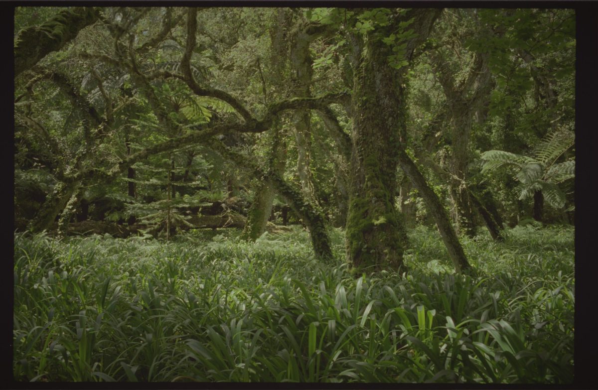 JURASSIC